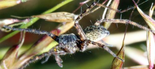 Pardosa sp.